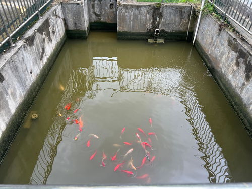 多彩貴州網 每天自產自銷50噸污水，這家藥廠如何做到的？——餐廚垃圾處理的另類模式